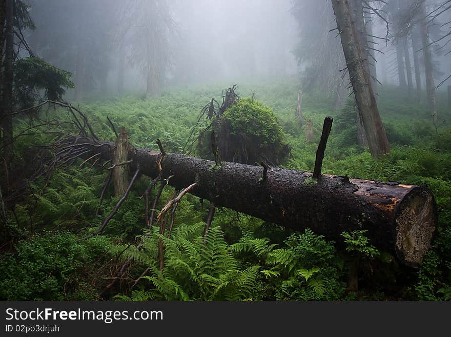 Felled tree in fog