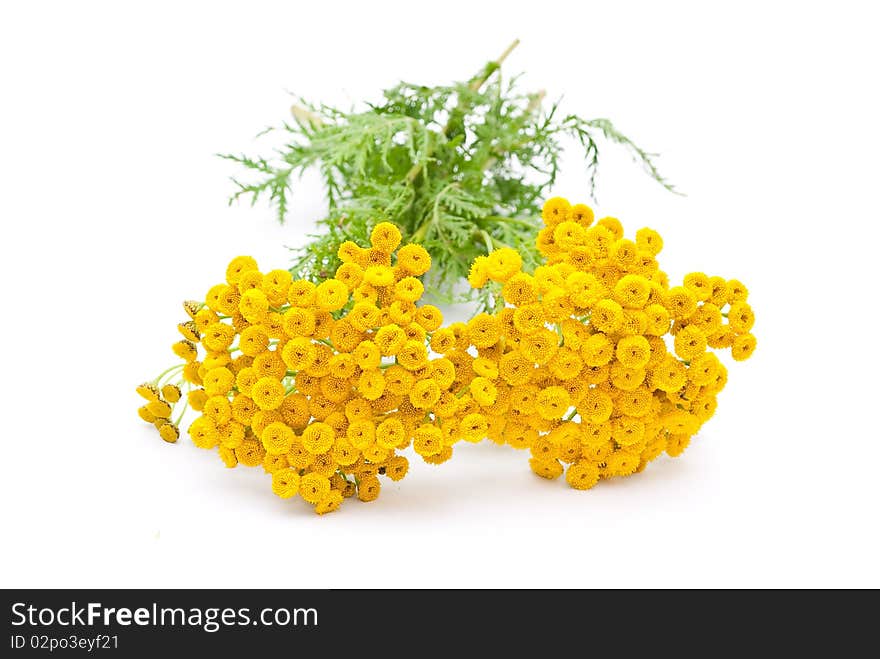 Herbal medicine:Tansy on white