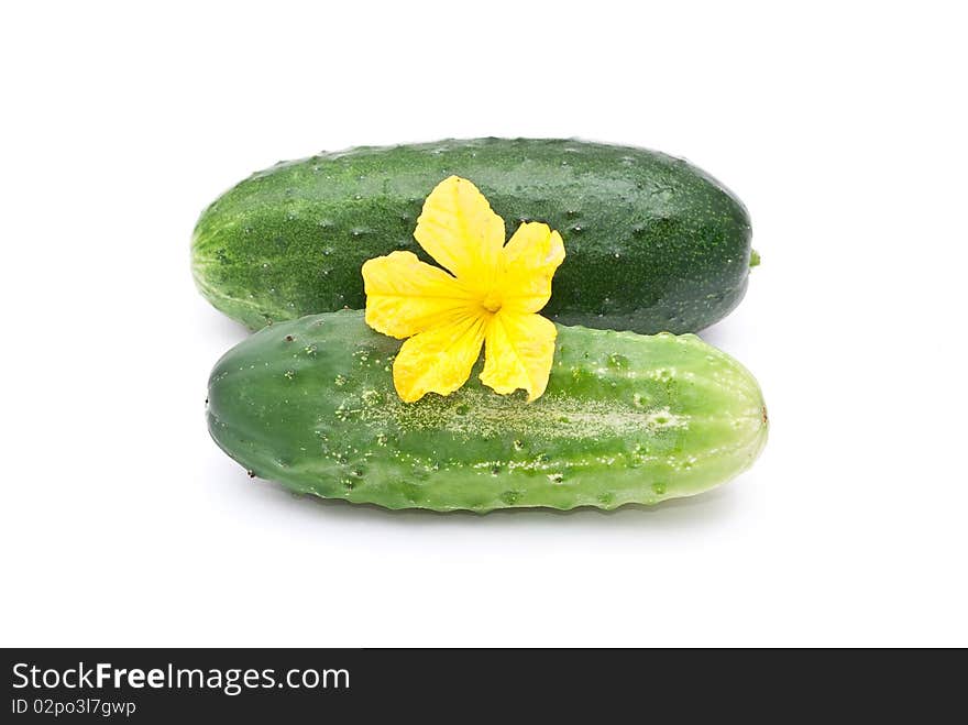 Fresh cucumbers with flower