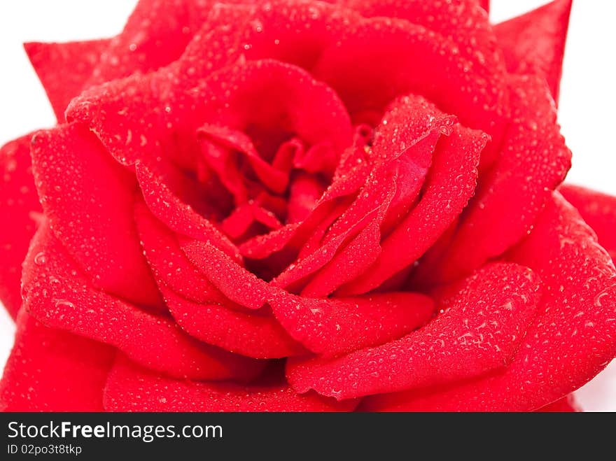 Red rose isolated on white