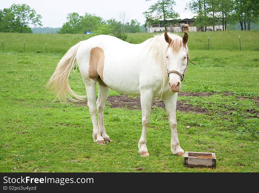 A paint horse standing in a field.