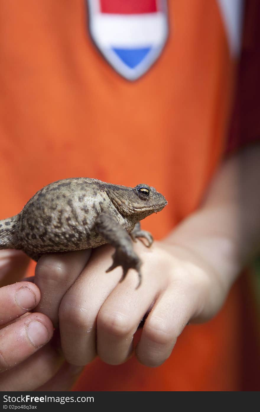 Close up of child's hands holding a toad. Close up of child's hands holding a toad