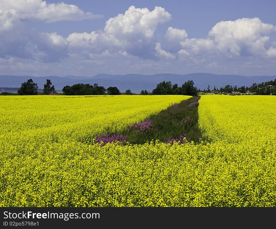 Large field of yellow flowers with blue sky and mountains in the distance