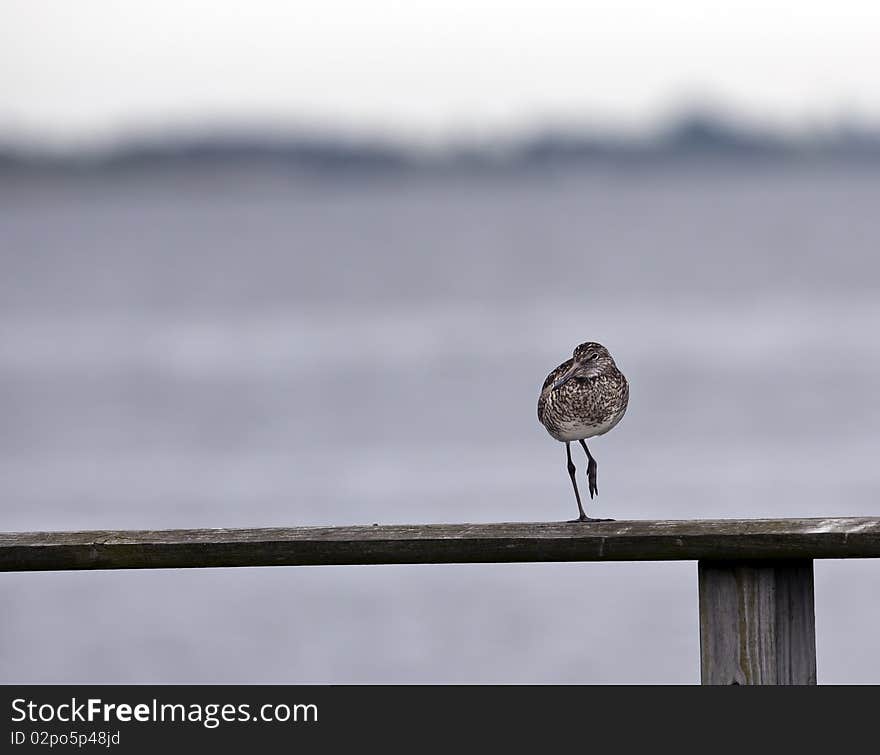 Willet (tringa Semipalmata)