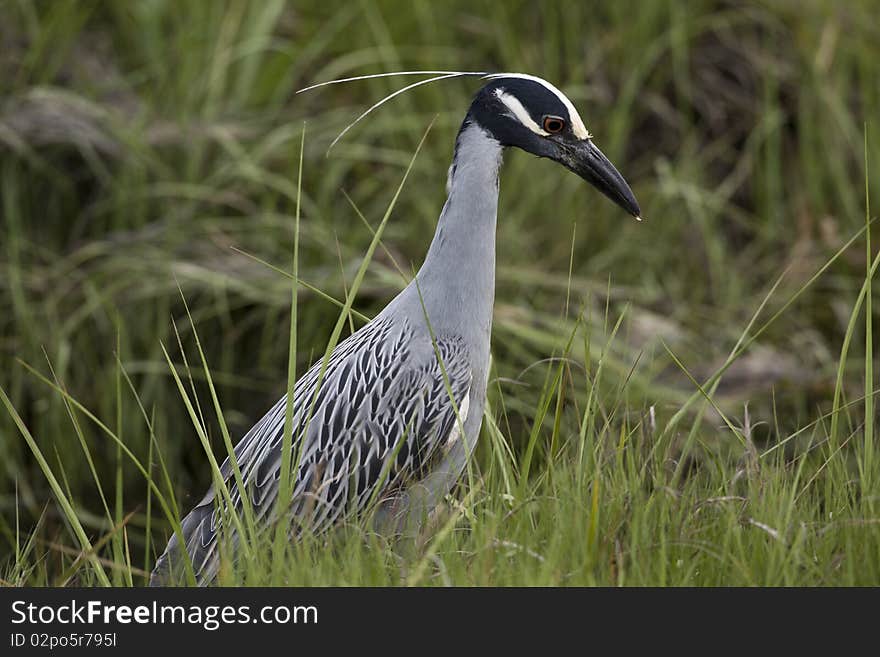 Yellow-crowned night-heron