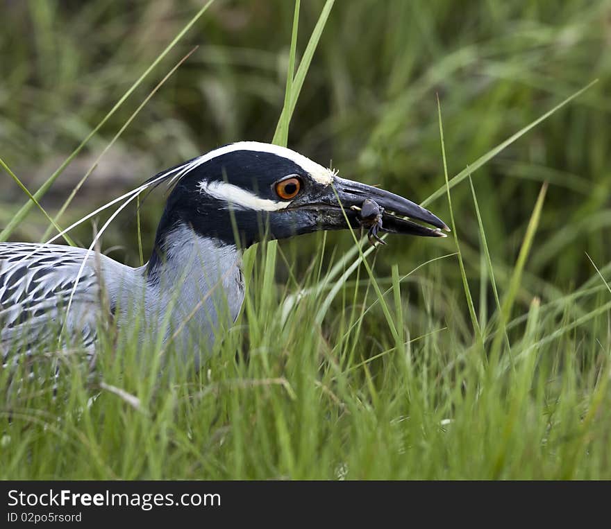 Yellow-crowned night-heron