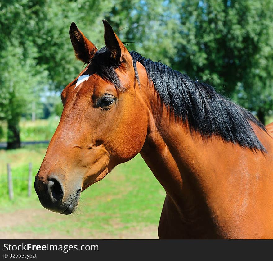 A portrait of a brown horse in nature. A portrait of a brown horse in nature.