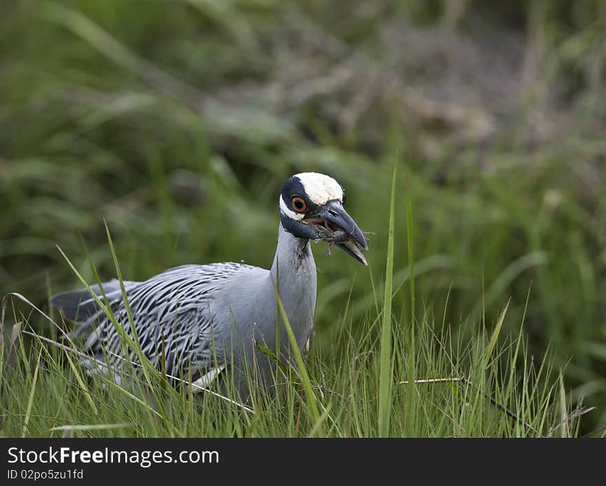 Yellow-crowned night-heron