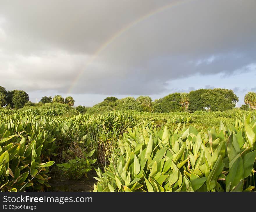 Rainbow over the everglades