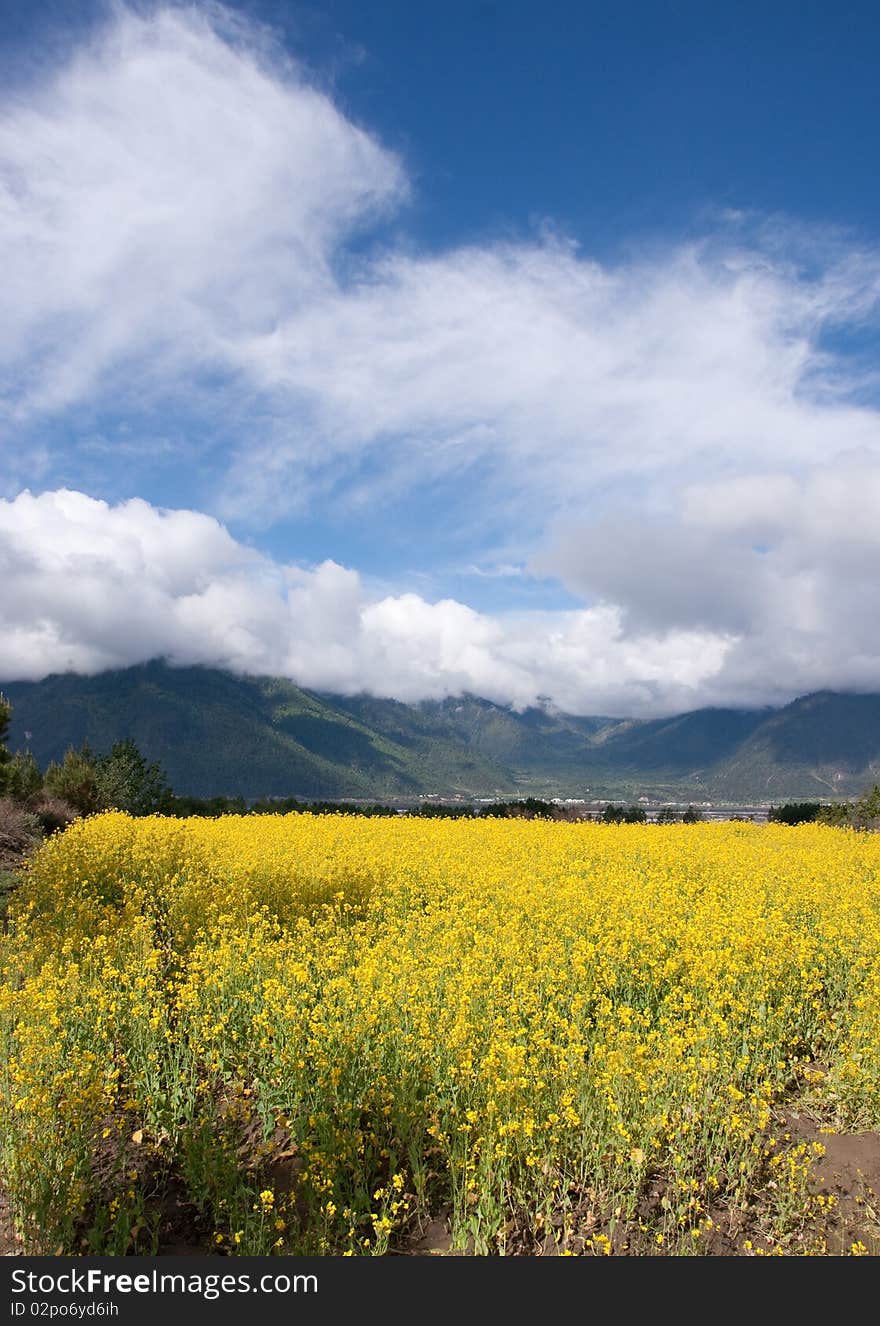 Yellow oil flower in moutain valley with road passing by