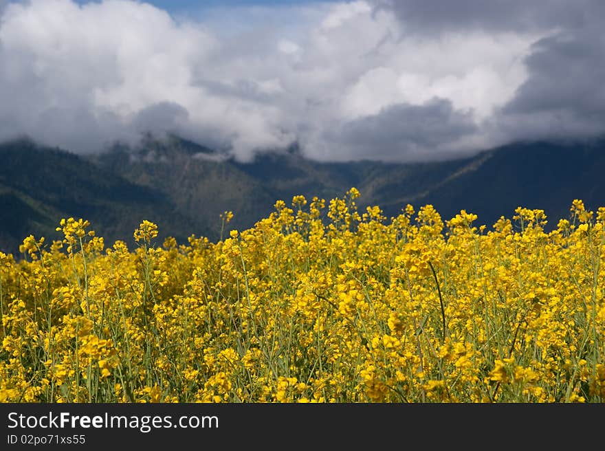 Yellow oil flower in moutain valley with road passing by