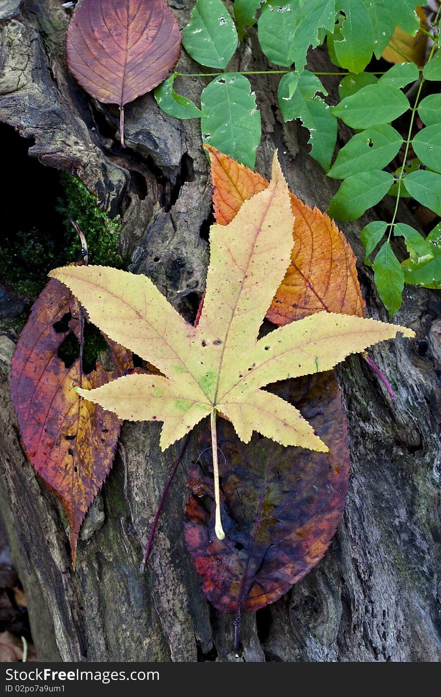 Close up of autumn leaves in Central Park in the fall