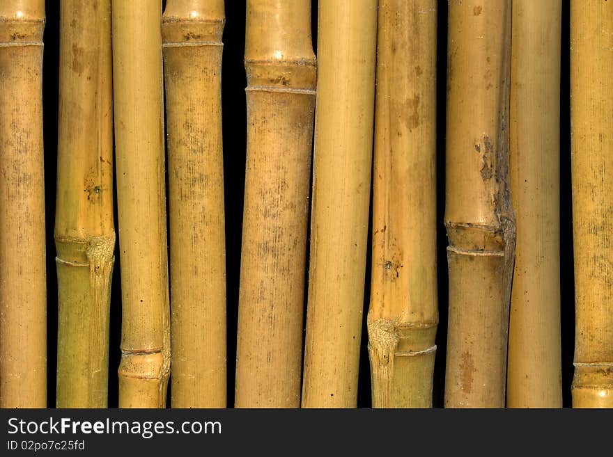 Bamboo  stalks