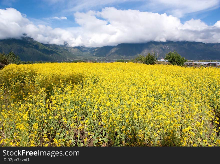 Yellow oil flower in moutain valley with road passing by