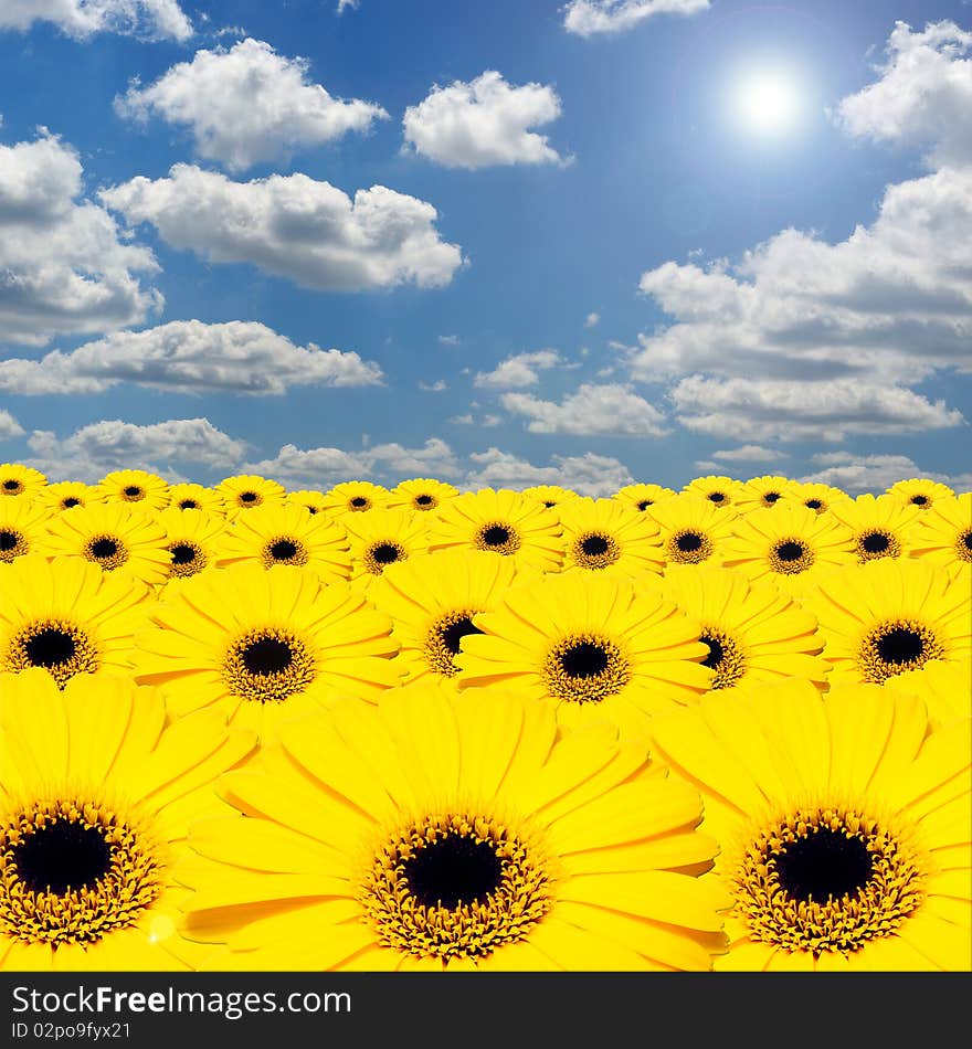 Yellow Gerber flower daisy isolated. Yellow Gerber flower daisy isolated