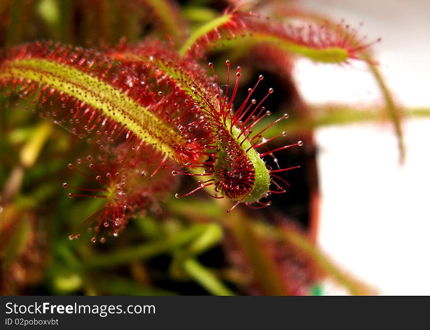 Cape sundew - Drosera capensis