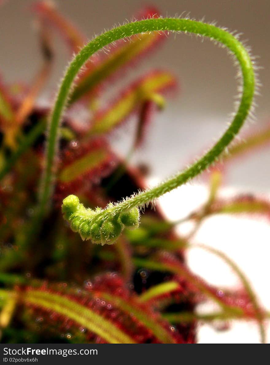 Cape sundew - Drosera capensis