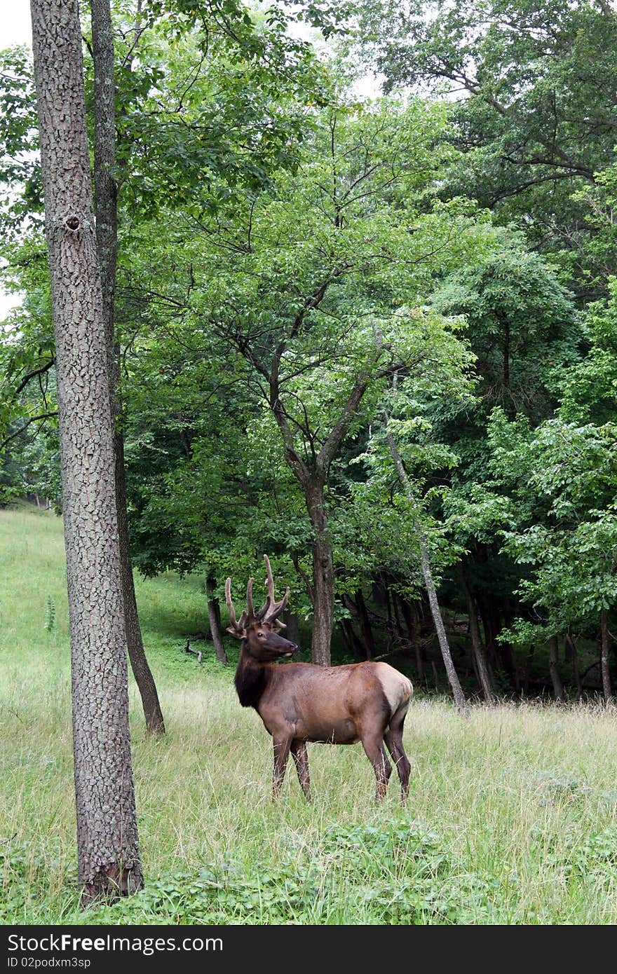 Bull elk at edge of forest