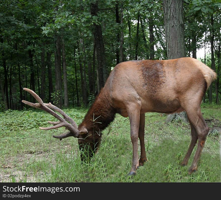 Bull Elk