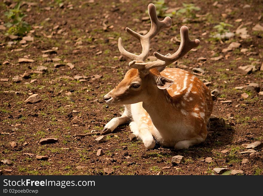 Fallow deer lying in the sand