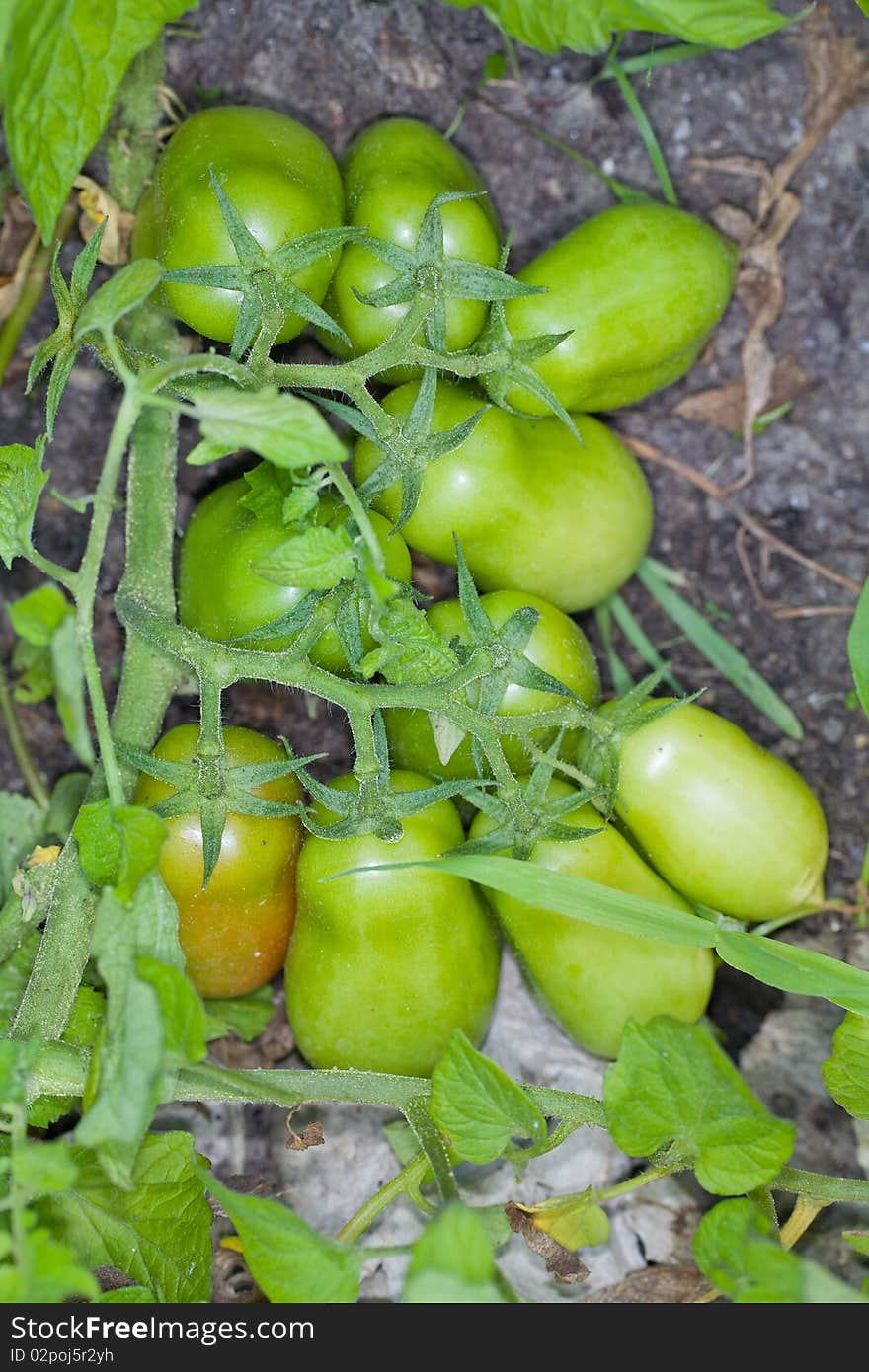 Plum Tomatoes on the Vine