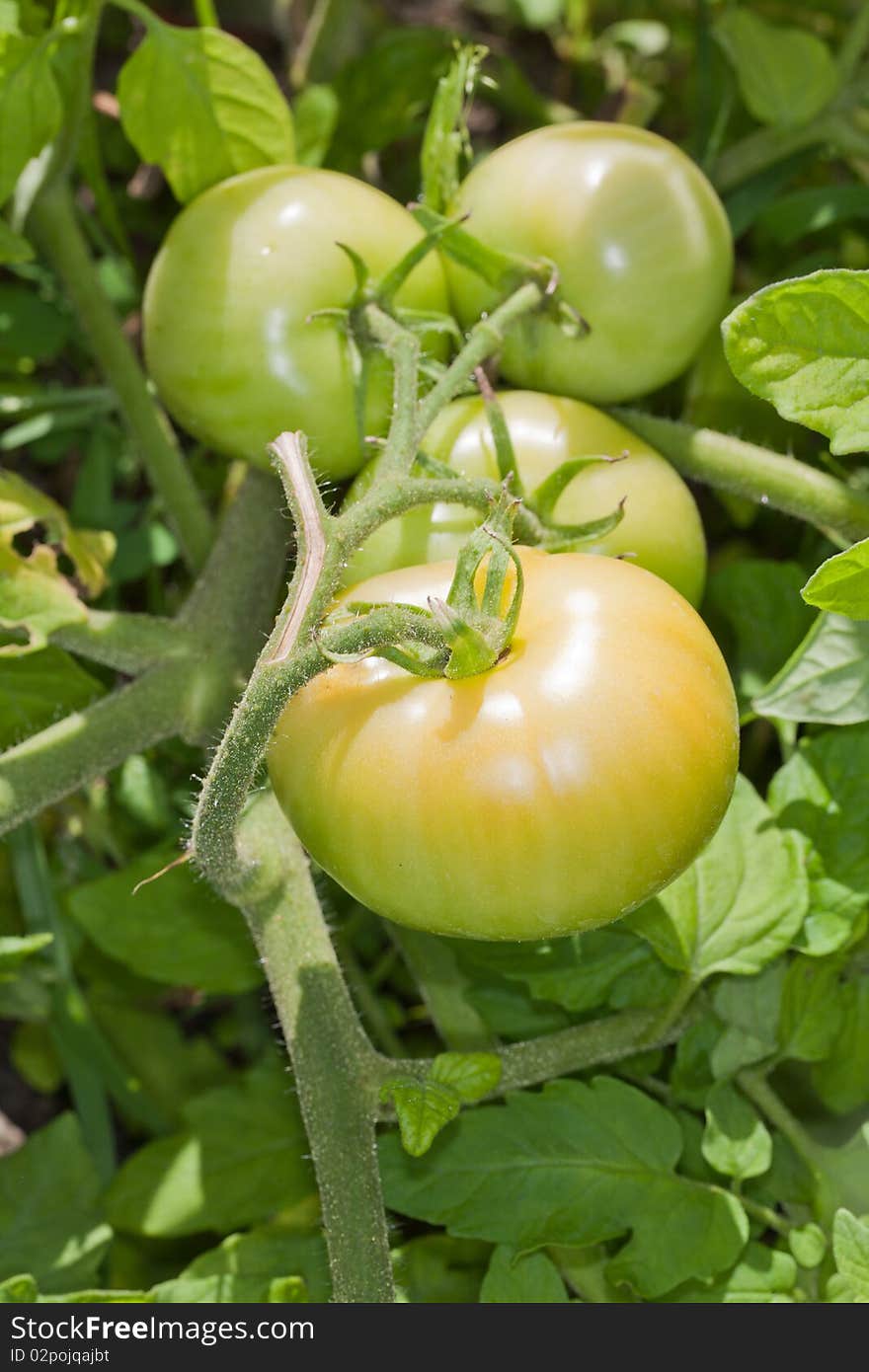 Green Tomatoes On The Vine