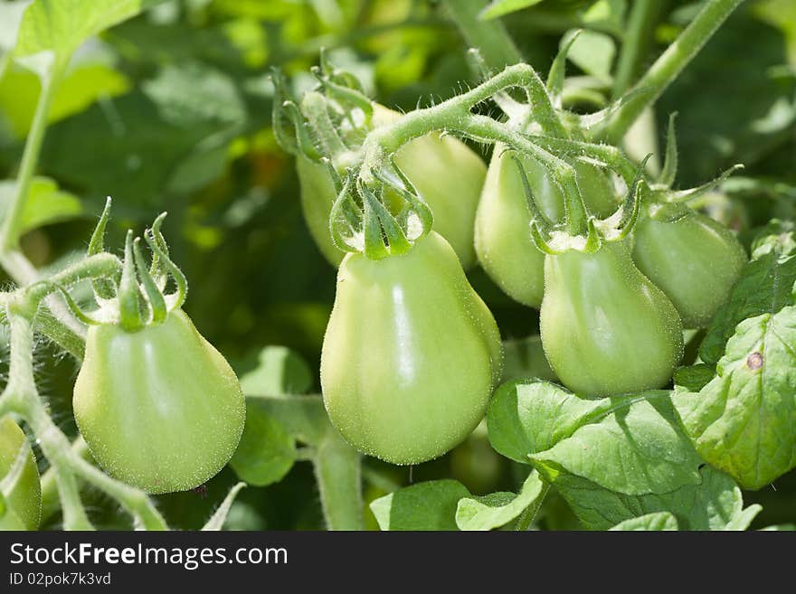 Plum Tomatoes Ripening on the Vine