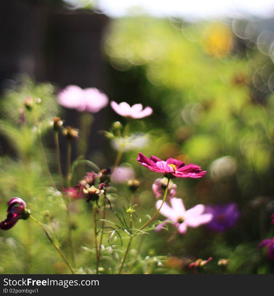 The flowers in my mom\'s garden in a summers afternoon. The flowers in my mom\'s garden in a summers afternoon