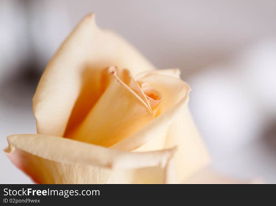 Detail on the petals of white roses. Detail on the petals of white roses