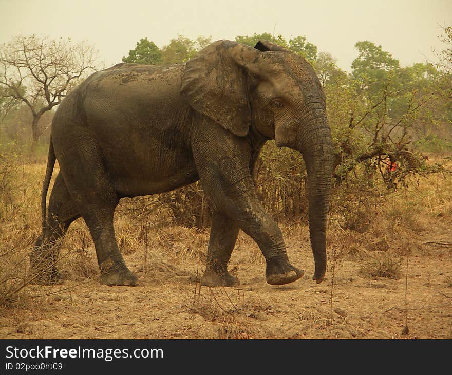 African Elephant at the national Park Mole, Ghana, West Africa.