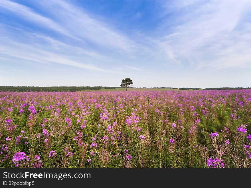 Old tree on pink field. Old tree on pink field