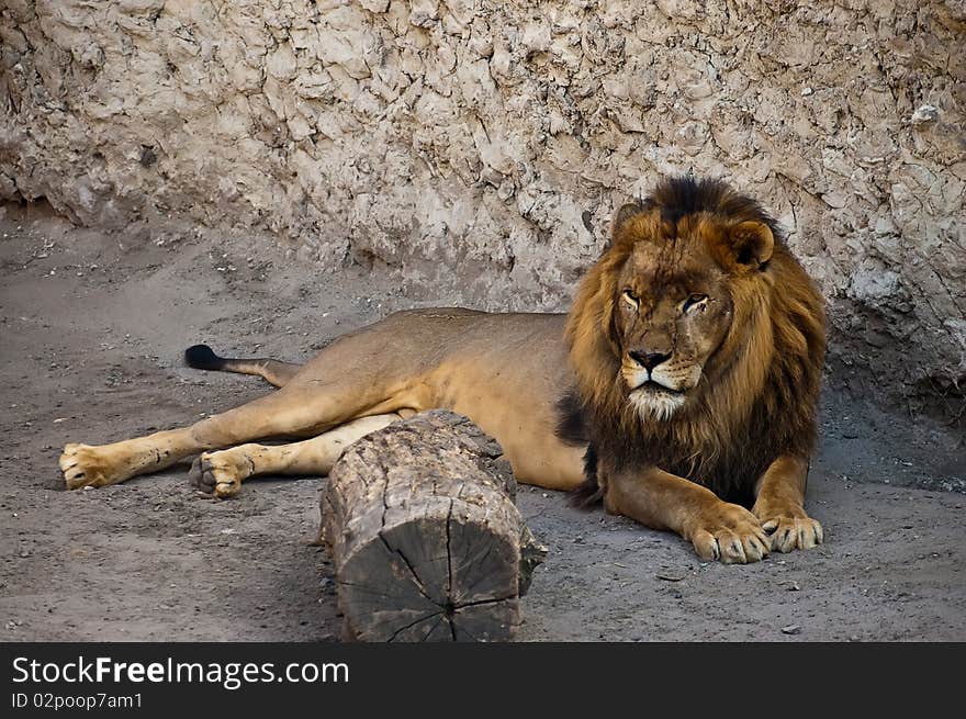 African lion lying near the wall