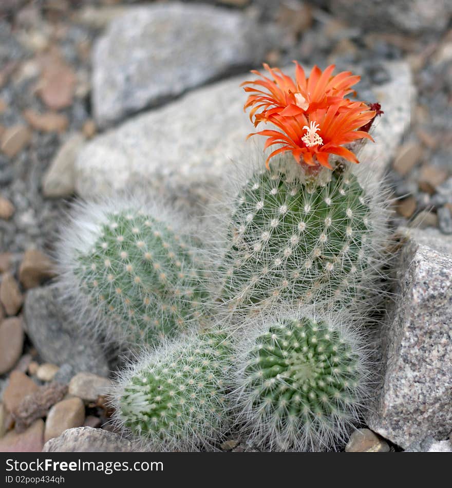 Blooming Cactus