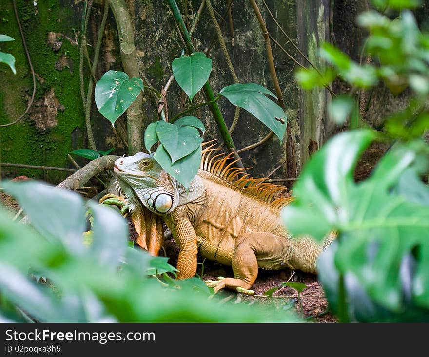 Iguana in tropical rain forest.