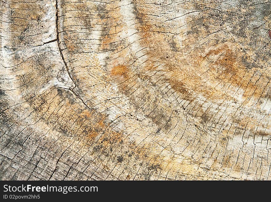 Texture of old wood cut background closeup