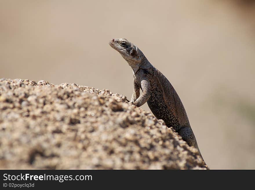 In the California Joshua Tree National Park. A desert reptile bathing in the warm sunlight. In the California Joshua Tree National Park. A desert reptile bathing in the warm sunlight.