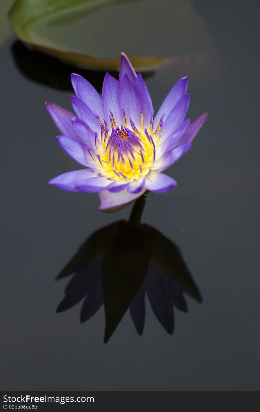 Purple water lily in a pond with refection