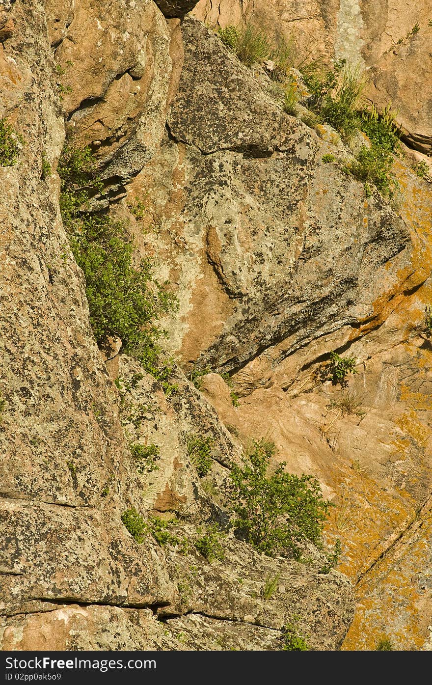 Shrubs growing in granite outcrop