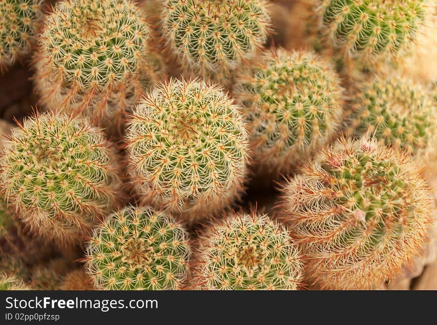 Green and yellow barrel cactus in the Californian desert. Green and yellow barrel cactus in the Californian desert.