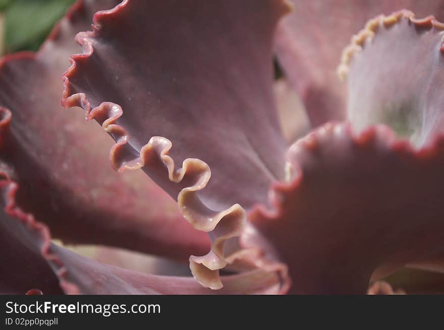 Edge of cabbage-like Californian desert plant. Edge of cabbage-like Californian desert plant.