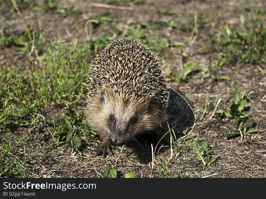 Hedgehog on a walk in the woods