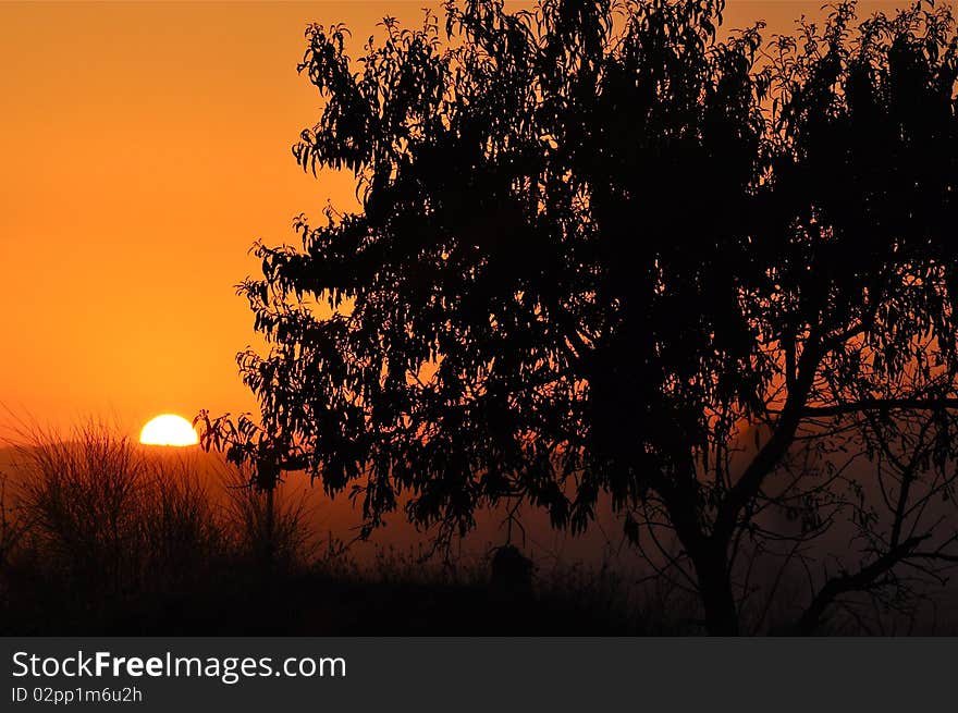 Orange sky with sun setting behind a tree in Andalusia, the south of Spain. Orange sky with sun setting behind a tree in Andalusia, the south of Spain.