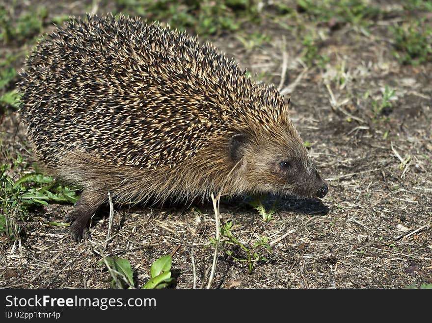 Hedgehog on a walk in the woods