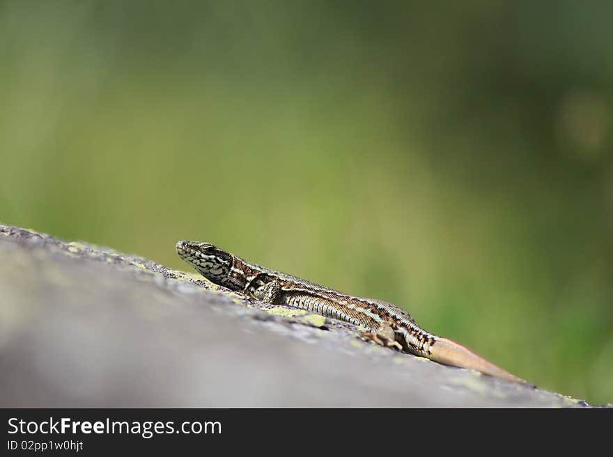 Lizard in the natura yellow and green