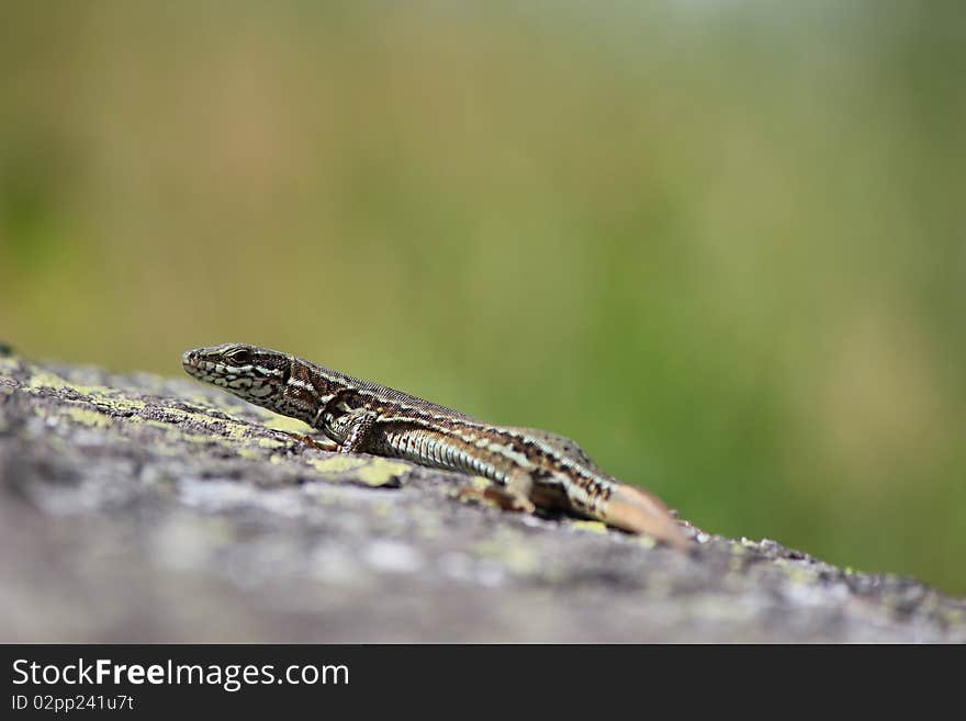 Lizard in the natura yellow and green