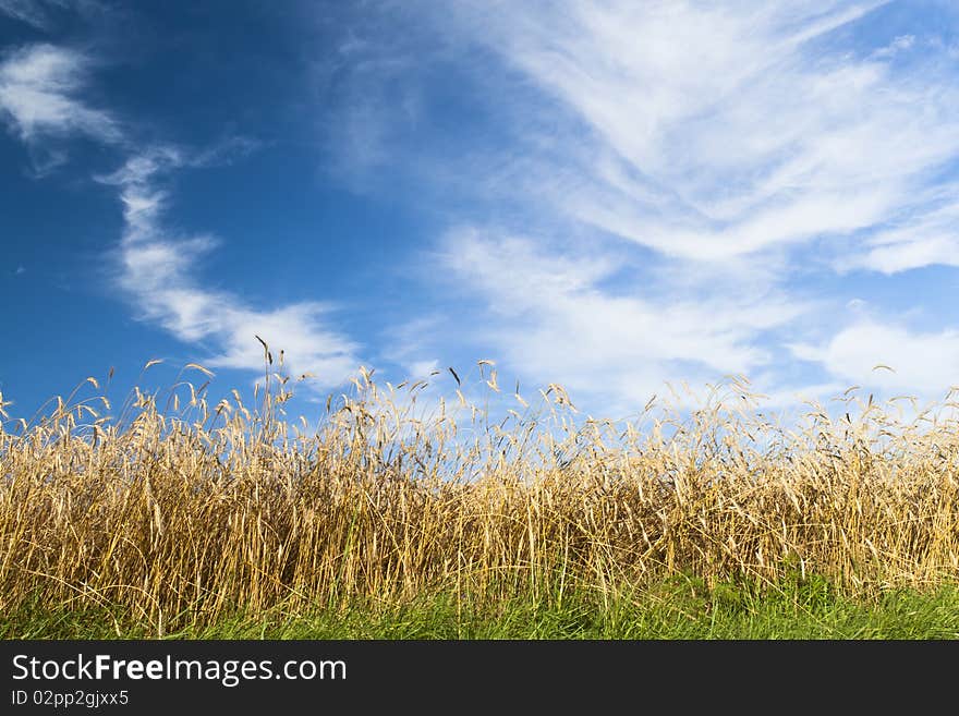 Beautiful sunny meadow, clouds in the sky. Beautiful sunny meadow, clouds in the sky.