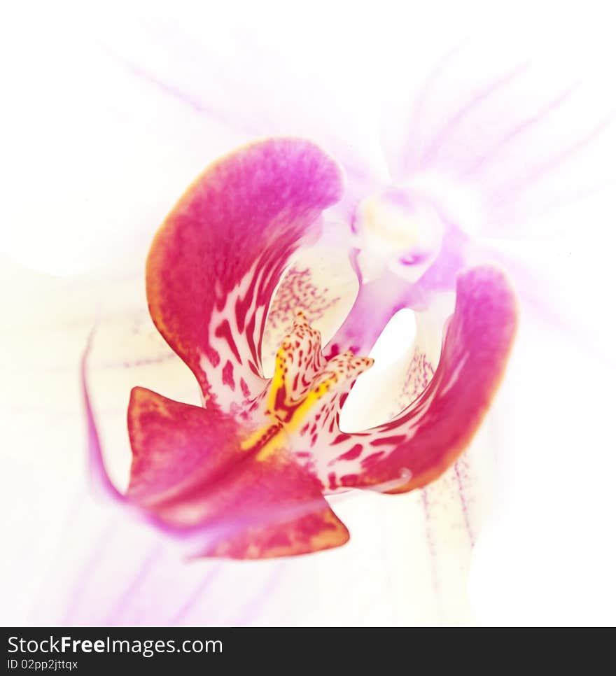 Close-up of a white orchid with pink spots