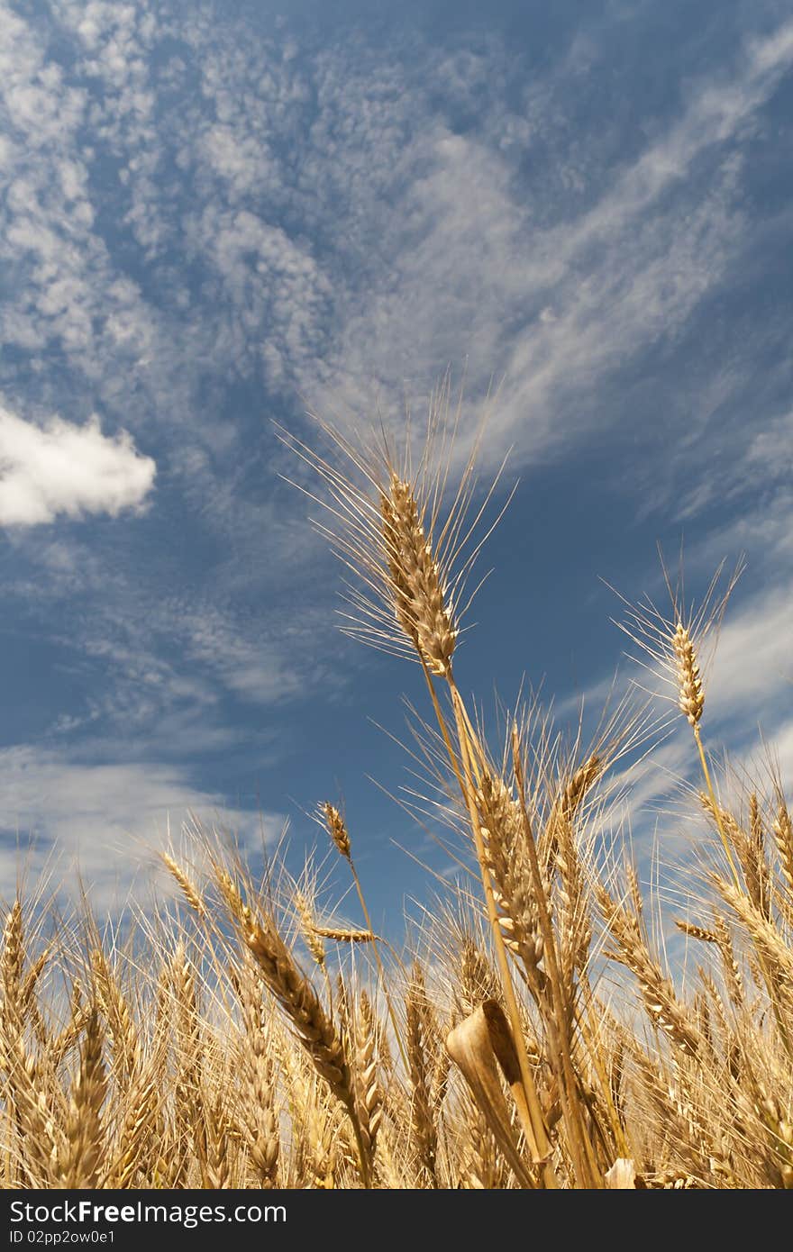 Ripe wheat field, cloudy sky.