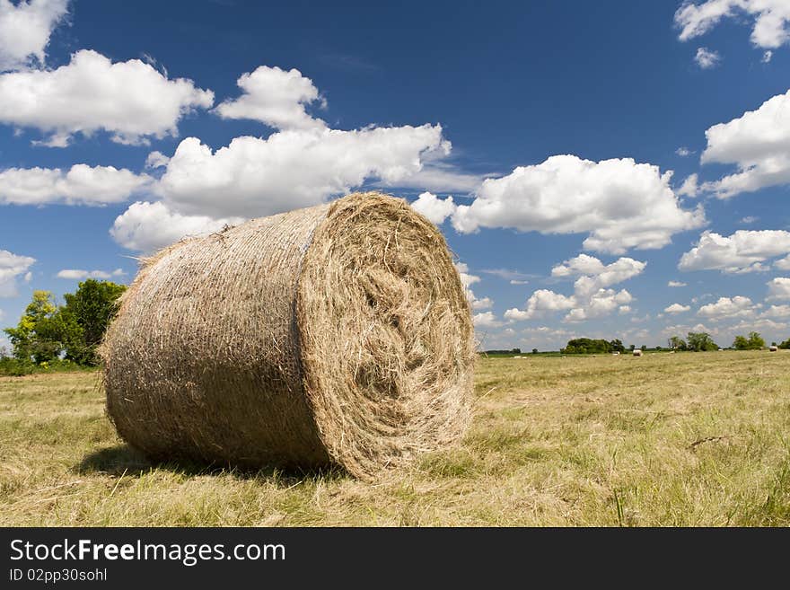 Ripe wheat field, cloudy sky. Ripe wheat field, cloudy sky.