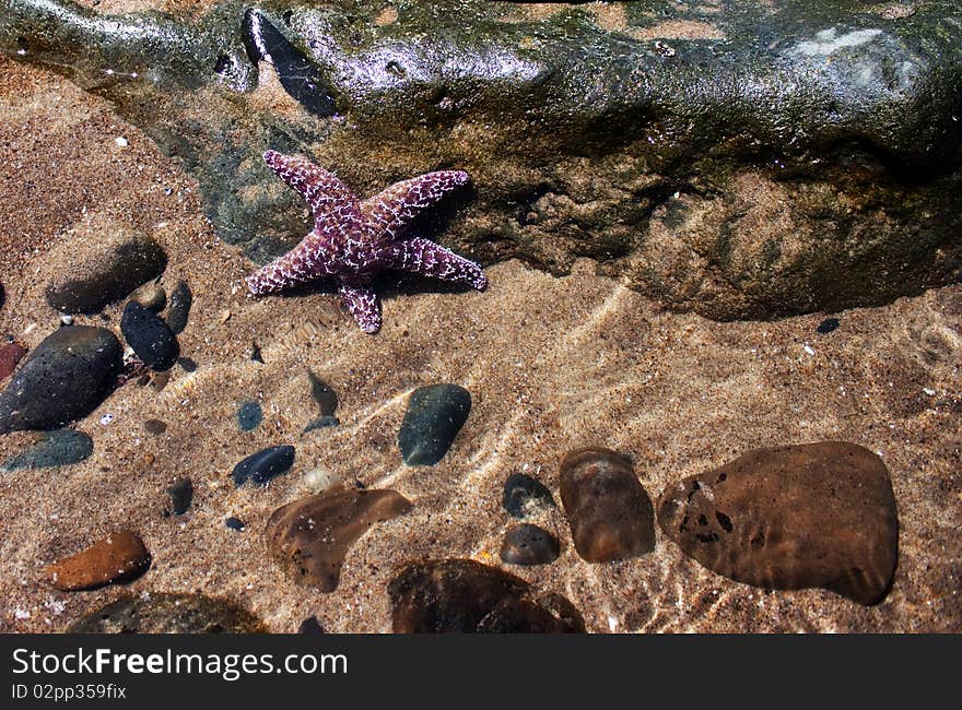 Purple Starfish, rocks and sand underwater, Oregon Coast